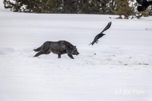 The Hunt