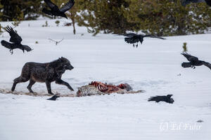 The Killing Fields