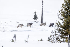 Pack Leaders