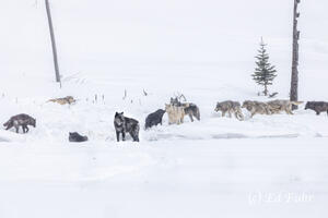 The Wapiti Wolf Pack 