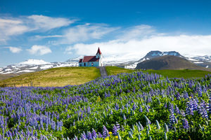 Church on a Hill of Lupines