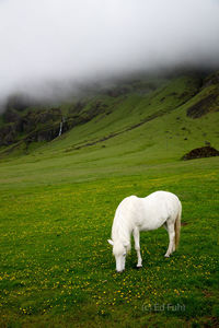 Iceland Serenity