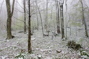 The Edge of Spring
