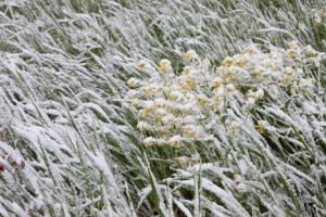 Snowy Blanket