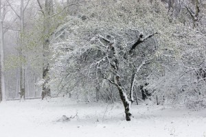 An Old Apple Tree
