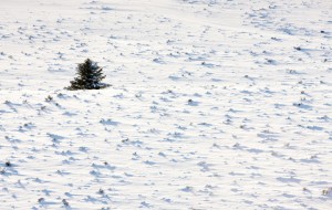 Solitary 