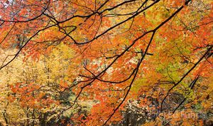 Layers of Fall