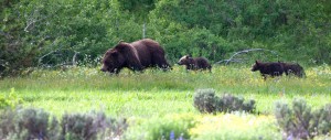 Teton Grizzlies