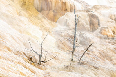 Mammoth Hot Springs