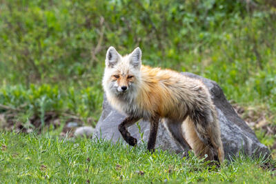 Pebble Creek Fox