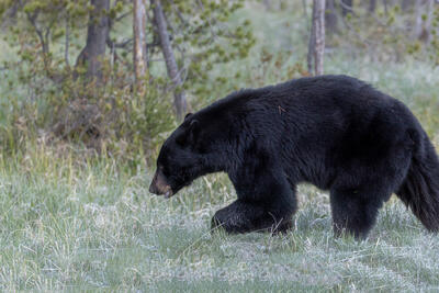 Romping Bear