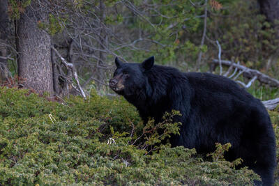 The Forest's Patrolman