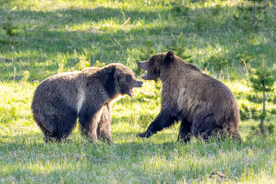 Squaring Off