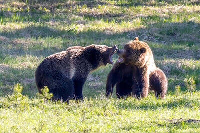 Yellowstone Bear Fight and More,  2026