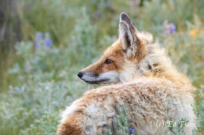 Fox Coat