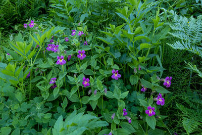 Monkey Flower