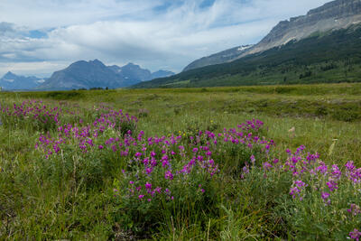St. Mary's Meadow