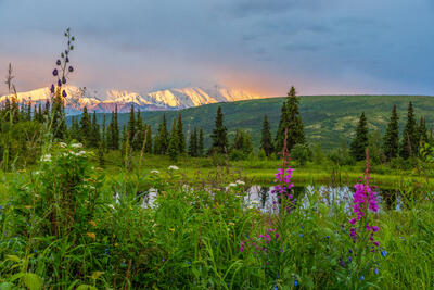 Denali's Wildflowers 