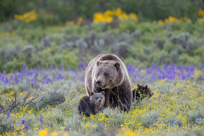 Blondie and Cubs in a June Meadow