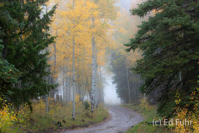 A Foggy Afternoon 
