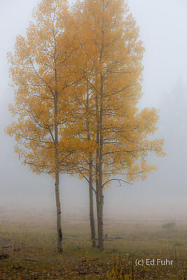 Aspen in the Fog 