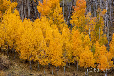 San Juan Fall