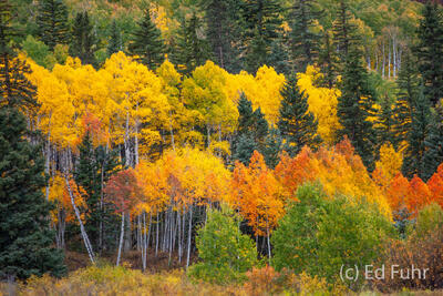 Autumn Harmony 