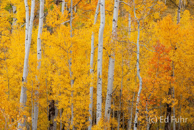 Aspen Study 