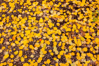 Scattered Leaves