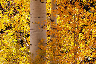 Aspen Illumination 