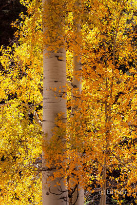 San Juan Fall
