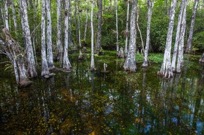 big cypress swamp, everglades, florida, fine art, Photos of Big Cypress Swamp, Corkscrew Swamp