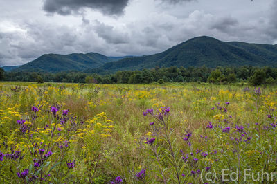 Wildflower Carpet