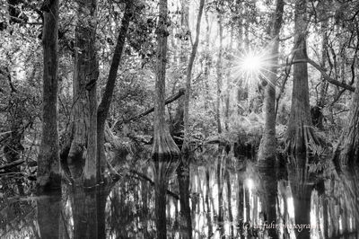 Everglades