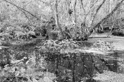 big cypress swamp, corkscrew swamp, florida, everglades, black and white, , landscape