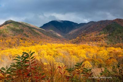 Golden View at Carlos Campbell Overlook