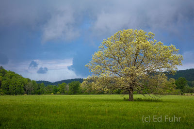 Cades Cove Tree