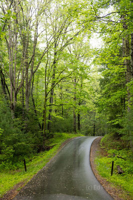 Rainy Loop Road