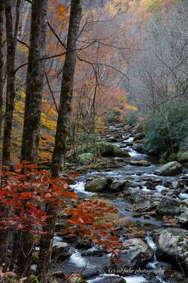 Tremont Fall Stream