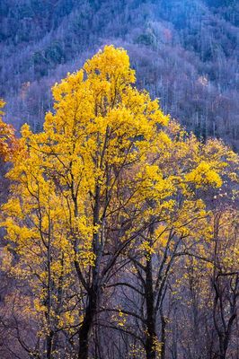 Autumn at the Chimneys
