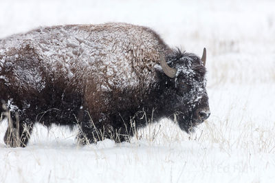 A Bull BIson