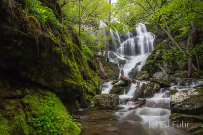 Lower Doyles Fall Garden of Eden