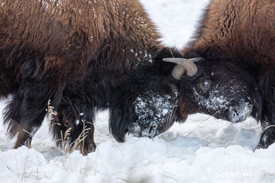 Butting Bison