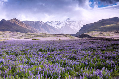 Lupines to Glaciers
