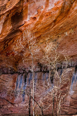 Canyon Wall on the West Fork