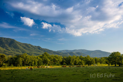Cades Cove Summer