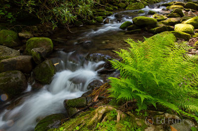 Fern and Stream