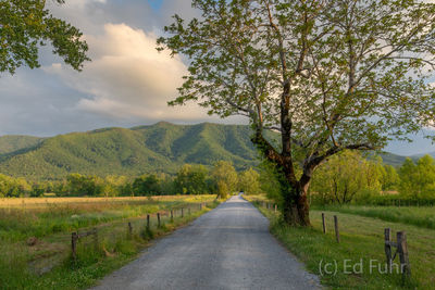 Late Afternoon on Sparks Lane