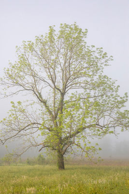 Emerging Growth