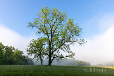 Tree and Fog